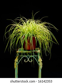 Isolated Ornamental Grass On Black