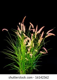 Isolated Ornamental Grass On Black