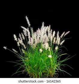 Isolated Ornamental Grass On Black