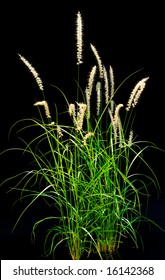 Isolated Ornamental Grass On Black