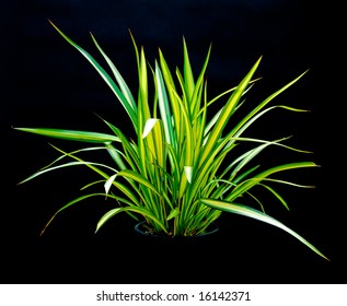 Isolated Ornamental Grass On Black