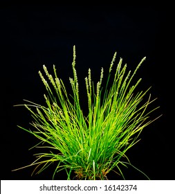 Isolated Ornamental Grass On Black