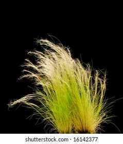 Isolated Ornamental Grass On Black