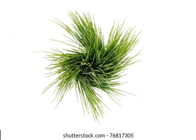 Isolated Ornamental Grass On White