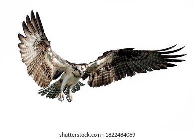 Isolated osprey in flight with fully open wings on a white background