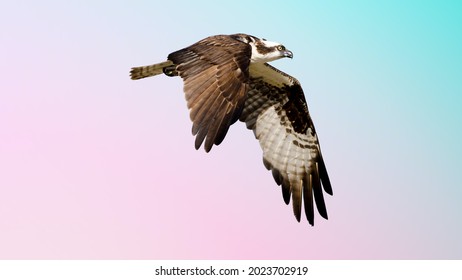 Isolated osprey in flight with fully open wings