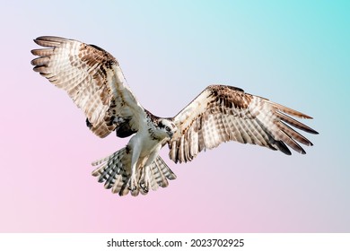Isolated osprey in flight with fully open wings