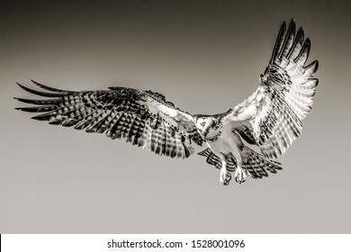 Isolated osprey in flight with open wings