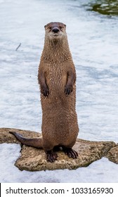 Isolated Otter Standing Up