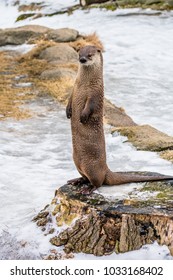 Isolated Otter Standing Up