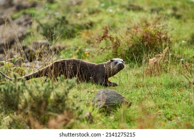 An isolated Otter walking through green grass away from the coastline