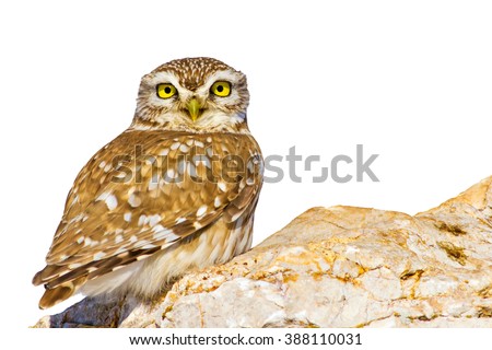 Similar – Image, Stock Photo closeup of an Owl eye Eyes