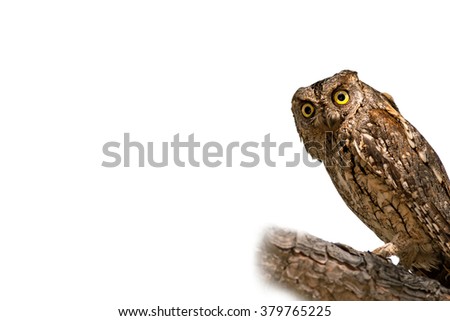 Similar – Image, Stock Photo closeup of an Owl eye Eyes