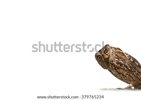 Similar – Image, Stock Photo closeup of an Owl eye Eyes