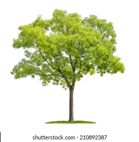 Isolated Pagoda Tree On A White Background