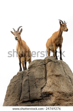 Isolated pair of mountain goats on a hill