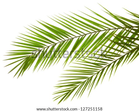 Isolated Palm Leaves on white background
