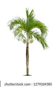 Similar Images, Stock Photos & Vectors of Green beautiful palm tree