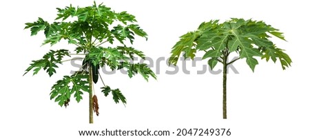 Isolated papaya leaves and tree with clipping paths.