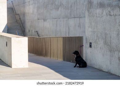 An Isolated Patient And Loyal Black Dog Waiting In A Contemporary Urban Space Tied Up With A Purple Leash