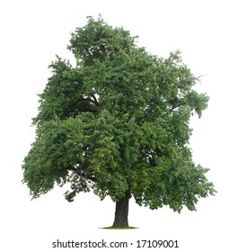 Isolated Pear Tree Against A White Background