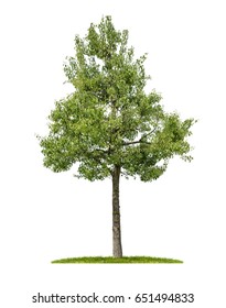 An Isolated Pear Tree On A White Background