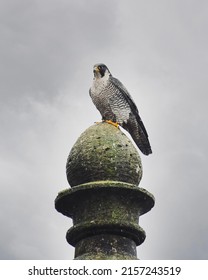 Isolated Peregrine Falcon In Town