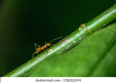 94 Pharaoh ant Images, Stock Photos & Vectors | Shutterstock