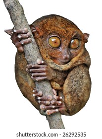 Isolated Phillippinian Tarsier on a Branch