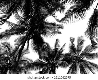 Isolated photo of black and white coconut tree forest.