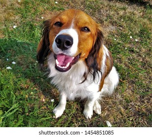 Isolated Photo Of Cute White And Brown Young Male Of Kooikerhondje - Rare Spaniel Type Dutch Dog Breed - Sitting On Grass In Garden