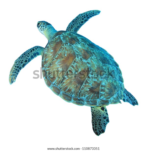 Isolated Photo Green Sea Turtle Above Stock Photo (Edit Now) 110873351