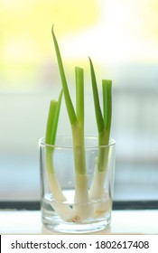 Isolated Photo Scallions/ Spring Onion/ Green Onion From The Grocery Shop. Regrowing With The Help Of Sunlight And Water. 