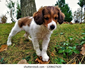 Isolated Photo Of Small Cute White And Brown Puppy Of Kooikerhondje - Rare Spaniel Type Dutch Dog Breed - Playing In Garden