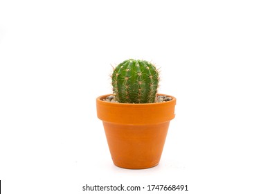 Isolated photos of a succulent cactus flower in a ceramic pot