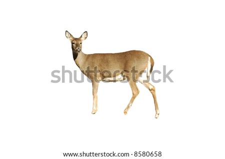 A isolated picture of a doe deer taken in a forest in Indiana