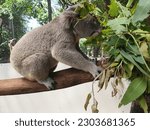 Isolated picture of a koala going about its day