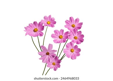 Isolated picture of many purple cosmos flowers on white background. - Powered by Shutterstock