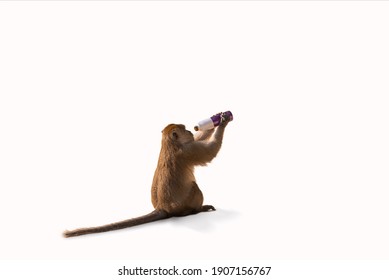 Isolated picture of a monkey sitting on a white background. He was looking for something to eat by raising the empty bottle.
Feel the impact of human invasion on wildlife. - Shutterstock ID 1907156767
