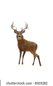 A isolated picture of a twelve point buck deer taken in a forest in Indiana