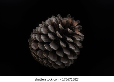 Isolated pictures of pinecones with black background. - Powered by Shutterstock