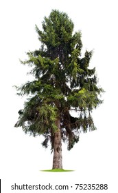 Isolated Pine Tree