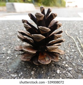 Isolated pinecone