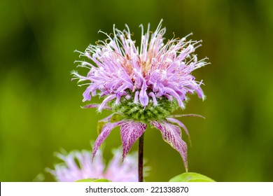 Isolated Pink Bee Balm Blossom Flower, Bergamot Flower On Green Bacground