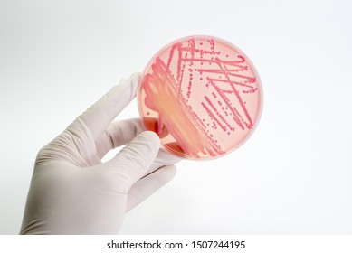 Isolated pink colony or colonies on the pink agar. Isolated lactose-fermenting bacteria produce colonies on MacConkey agar (MAC). Gram negative rod or bacilli - Shutterstock ID 1507244195