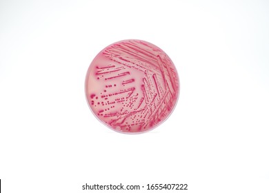 Isolated pink colony or colonies on the pink agar. Isolated lactose-fermenting bacteria produce colonies on MacConkey agar (MAC). Gram negative rod or bacilli - Shutterstock ID 1655407222