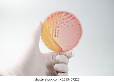 Isolated pink colony or colonies on the pink agar. Isolated lactose-fermenting bacteria produce colonies on MacConkey agar (MAC). Gram negative rod or bacilli - Shutterstock ID 1655407225