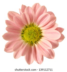 Isolated Pink Daisy