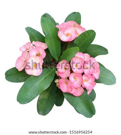 Isolated pink euphorbia flower. Looks beautiful and pleasant christ thorn inflorescence. Flowering of euphorbiaceae, beautiful pink flourish and green leaves.