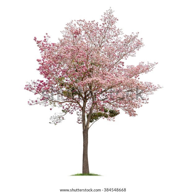 白い背景にピンクの花の木 タベブイアロシー の写真素材 今すぐ編集